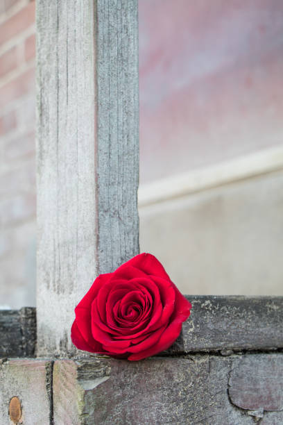 istock Single red rose against rough dull wooden post and platform 660690266