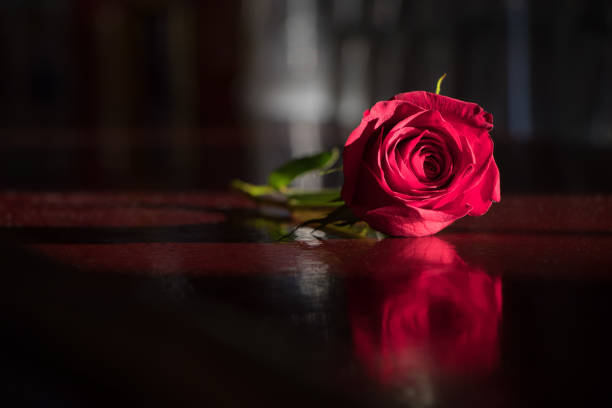Single red rose lying on a polished wooden surface stock photo