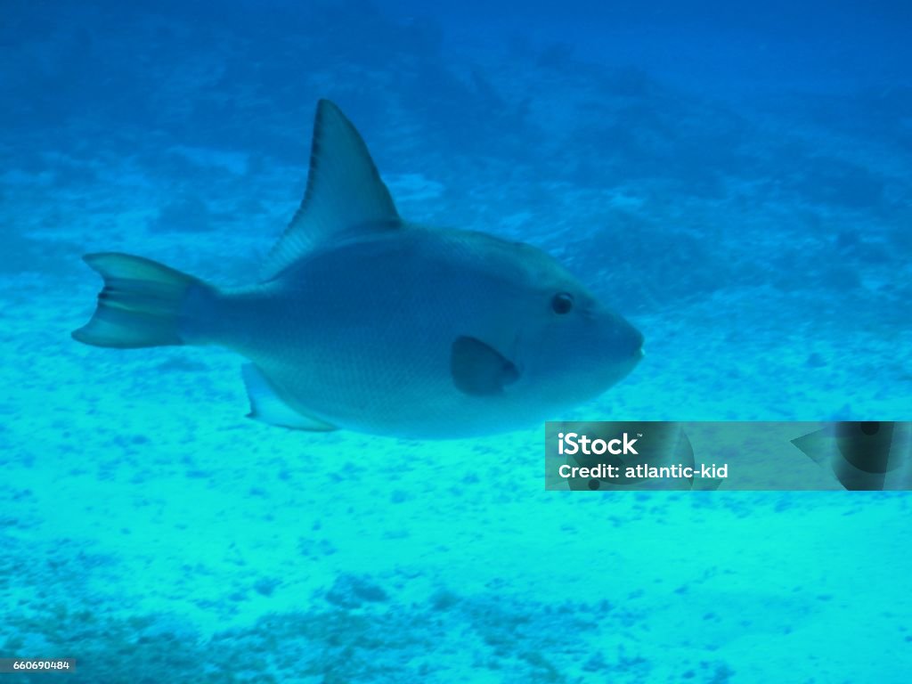 Ocean Trigger Ocean Triggerfish Stock Photo - Download Image Now - Animal, Aquatic ...