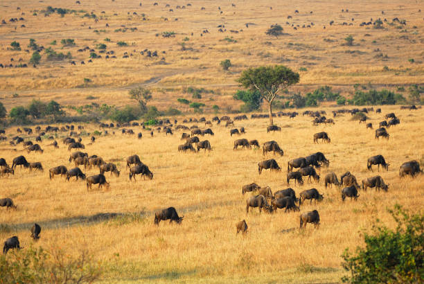 istock African landscape with antelope gnus 660693058