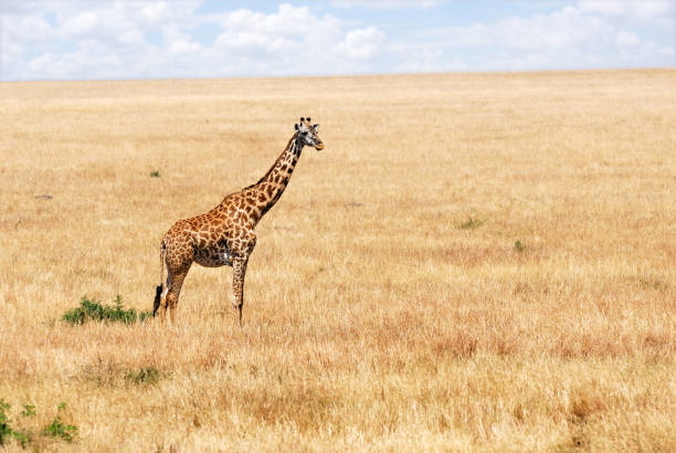 istock Giraffe in the African savannah 660693236
