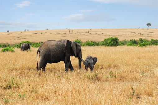 Adult African elephants with baby in the savannah