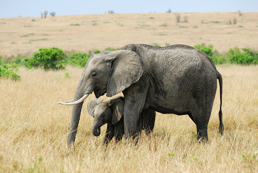 Adult African elephants with baby in the savannah