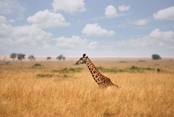 istock Giraffe in the african savannah 660694344