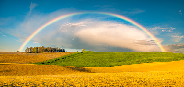 Rainbow over spring field