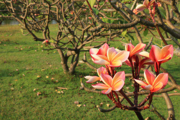 istock Plumeria in the garden 660703272