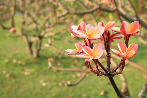 istock Plumeria in the garden 660703314