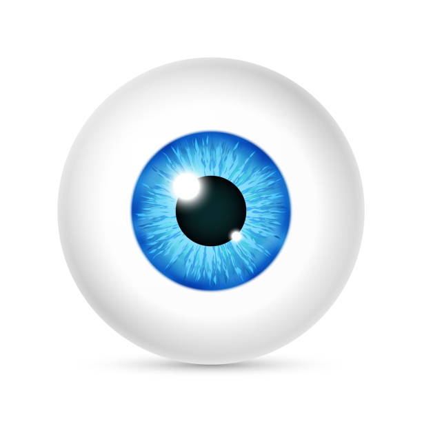Vector realistic human eyeball Vector realistic human eyeball. Eye with bright blue, illustration of eye ball isolated on white background eyeball stock illustrations