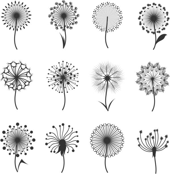 illustrations, cliparts, dessins animés et icônes de fleurs de pissenlit avec moelleux graines noir floral vector silhouettes isolés sur blanc - seed head