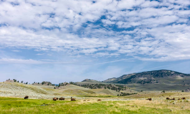 istock Bison grazing in open pasture, Montana, USA. 660712650