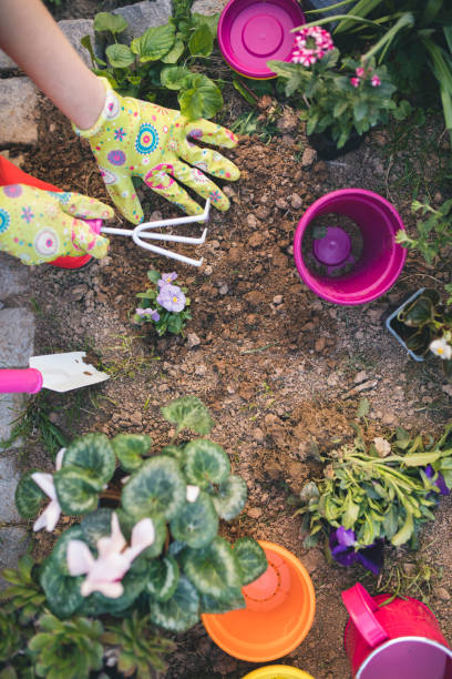 istock Woman's hands planting spring flowers 660718582