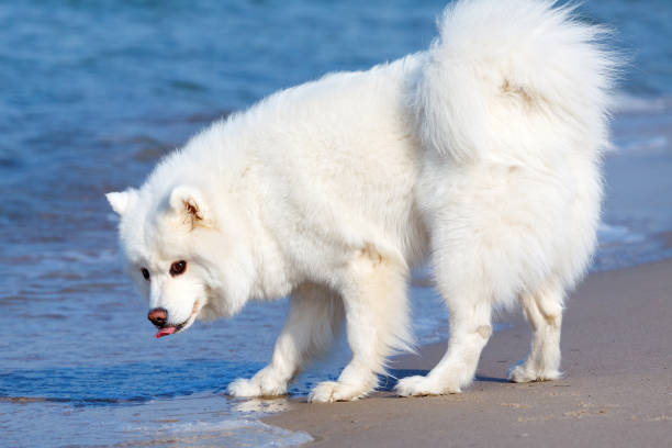 istock white Samoyed dog walks near the sea 660718588