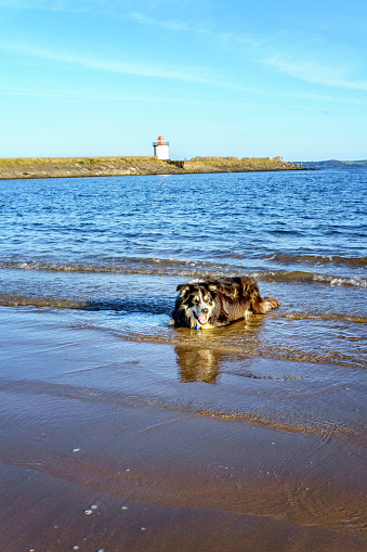 Border collie lying down in teh sea at the seashore