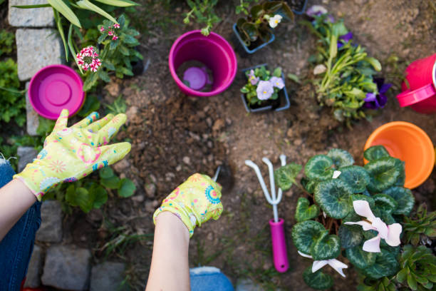 istock Woman's hands planting spring flowers 660719640
