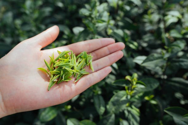 hand on the tea field Tea Crop, Tea Leaves, Suzhou, China, East Asia jiangsu province photos stock pictures, royalty-free photos & images