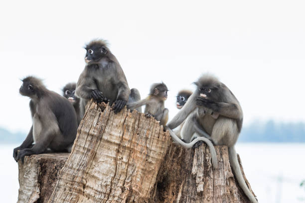 istock flock of wild dusky leaves monkey on tree stump 660723108
