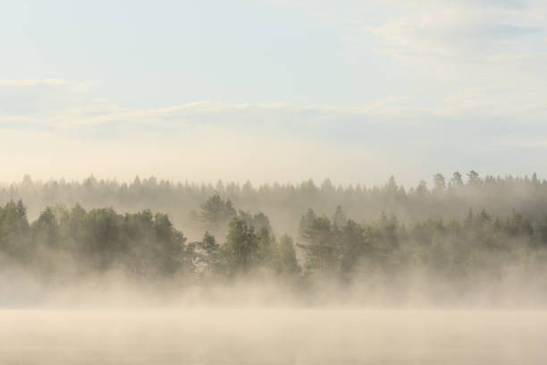 istock Foggy forest and lake at dawn 660725558