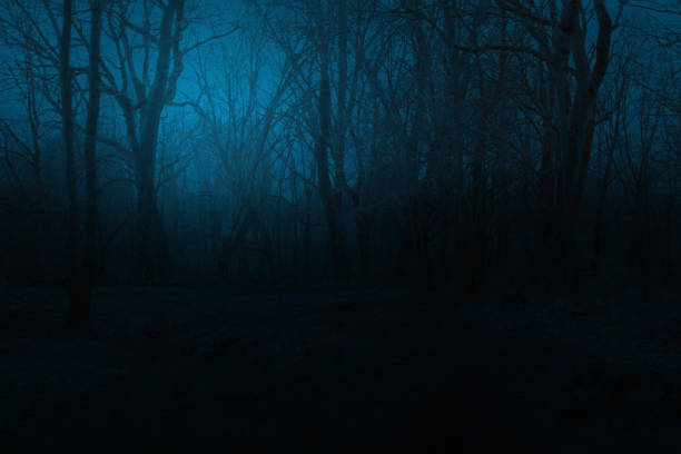 istock Spooky foggy mountain forest at night 660725934
