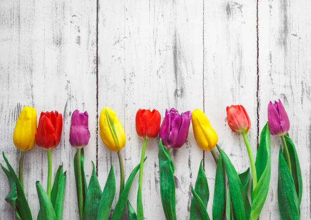istock Tulips of different color on wooden background 660726258