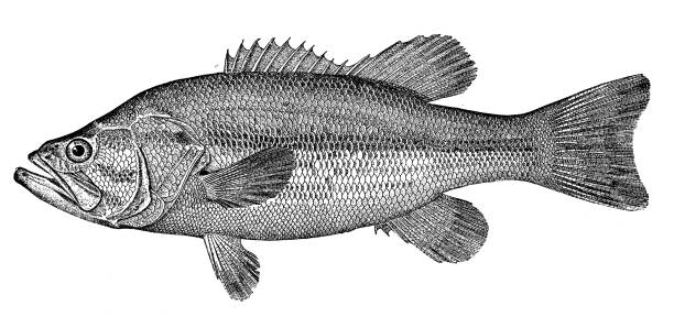 antike tiere abbildung: schwarzbarsch - black bass stock-grafiken, -clipart, -cartoons und -symbole