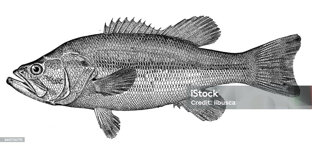 Antique animals illustration: Black bass Fish stock illustration