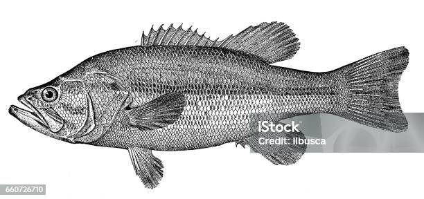 Antique Animals Illustration Black Bass Stock Illustration - Download Image Now - Fish, Bass - Fish, Illustration