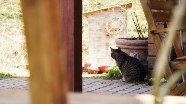 istock cute kitten in the garden 660729284