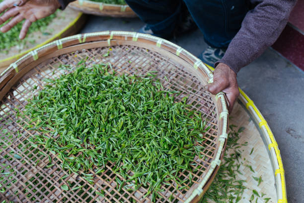 processo di produzione del tè - tea pickers foto e immagini stock