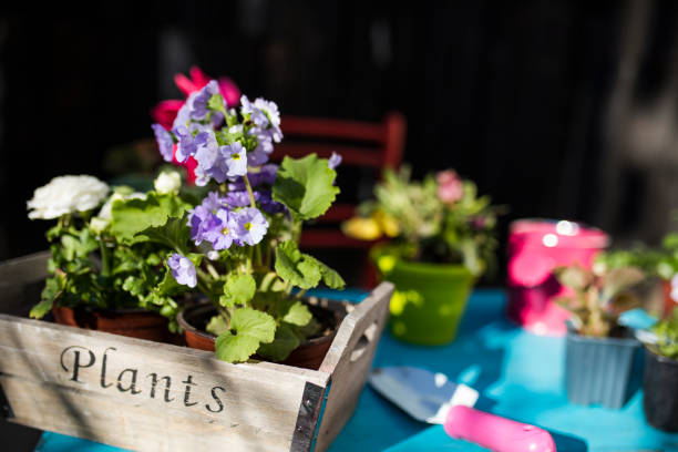istock Gardener planting spring flower 660729780