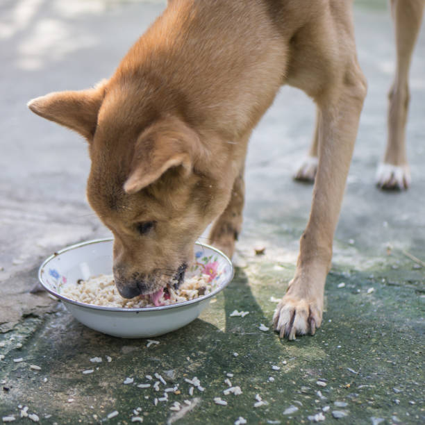 Dog eat food stock photo