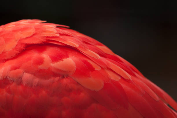 Also known as íbis-scarlet, guará-vermelho, guará-rubro and guará-pitanga, photographed at 'Birds Park', Foz do Iguaçu, Paraná, Brazil.