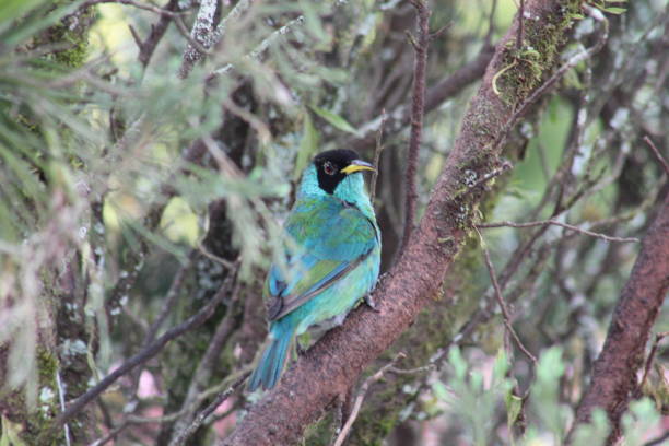 istock Green Honeycreeper Bird, Chlorophanes spiza 660733234