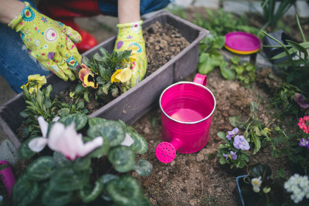 istock Woman's hands planting spring flowers 660733736