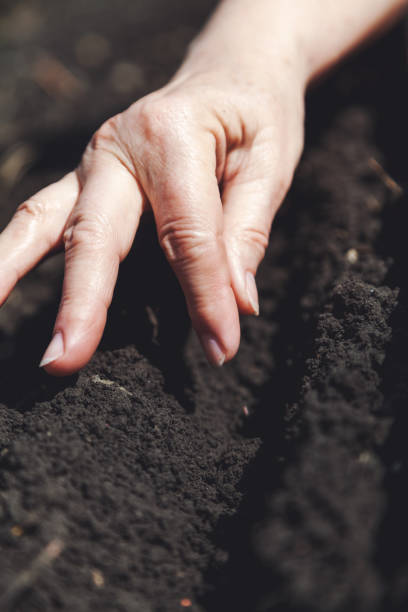 istock Hand women sows seeds in ground close-up 660738838