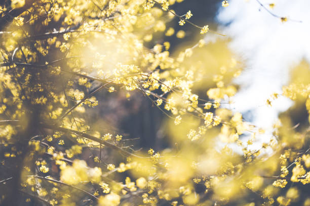 istock Yellow winter jasmine in march 660738954
