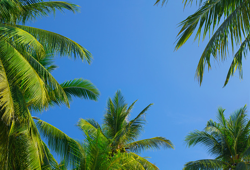 The tops of palm trees on a clear blue sky