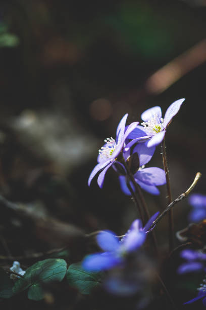 istock Blossoming kidneywort in detail 660739606
