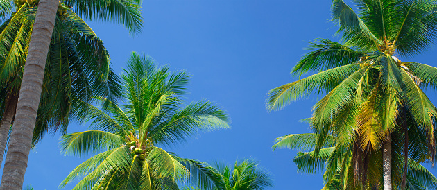 The tops of palm trees on a clear blue sky