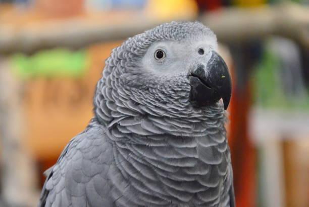 istock African gray parrot face portrait 660742318