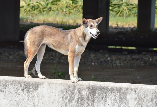 street dog standing on concrete barrier in street