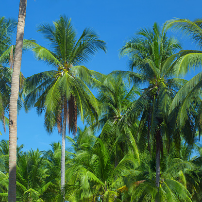 The tops of palm trees on a clear blue sky