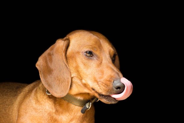 istock Red Dachshund licks the nose, is isolated on black 660743672