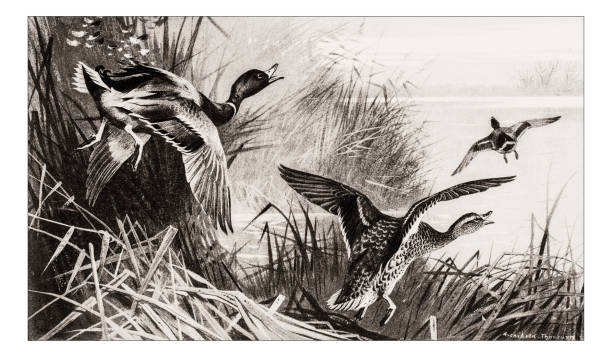 Antique animals illustration: Ducks