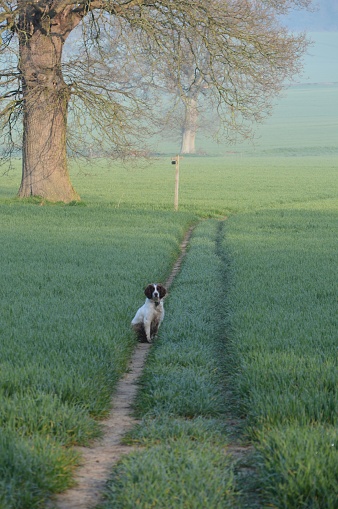 A dog waits for his master on a country public footpath in rural West Sussex, United Kingdom.