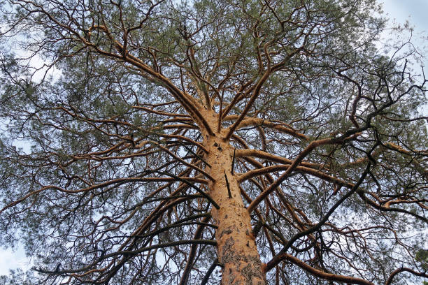 istock Crown of an old tree against the sky. Nature 660746892