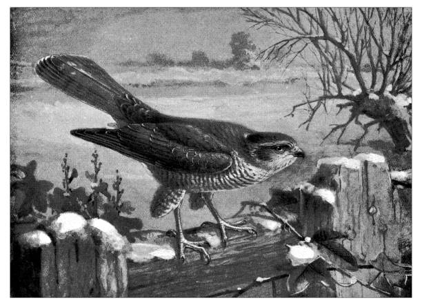 ilustrações, clipart, desenhos animados e ícones de antiga ilustração animais: sparrow hawk (plumagem de inverno) - retro revival old fashioned animal sparrowhawk