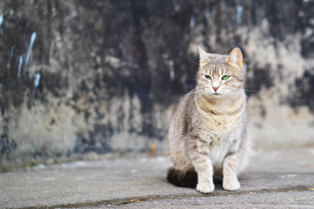 istock Street grey cat on the gray backgound 660754878