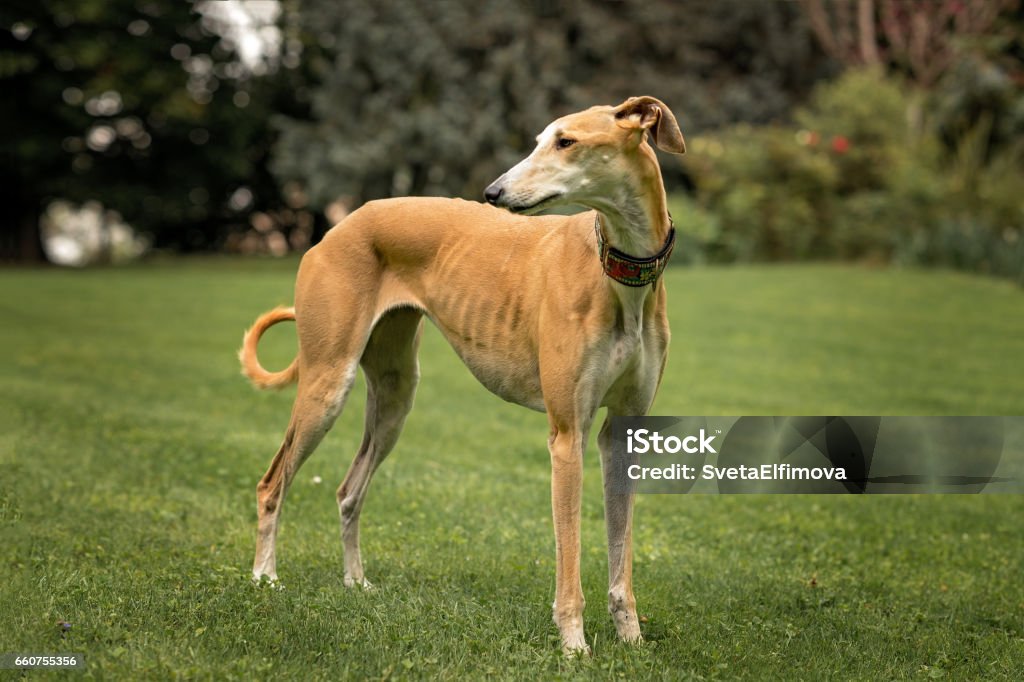 Spanish Greyhound (Canis familiaris) standing Portrait og Galgo Animal Themes Stock Photo