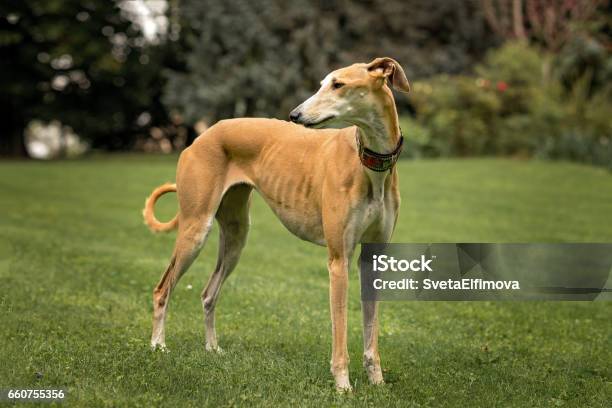 Spanish Greyhound Standing Stock Photo - Download Image Now - Animal Themes, Color Image, Day