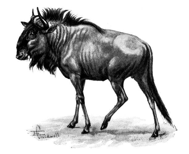 illustrazioni stock, clip art, cartoni animati e icone di tendenza di illustrazione di animali antichi: brindled gnu o blue wildebeest - brindled